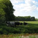 Viehweide am Burgwall